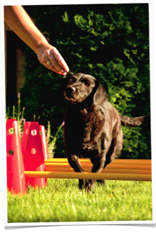 hundeflitzer Iris Nolte | Tierphysiotherapie: Gangübung